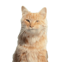 Cat Party Sticker by KPN