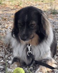 Tvln GIF by The Vanlife Network