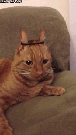 meow GIF by Cheezburger