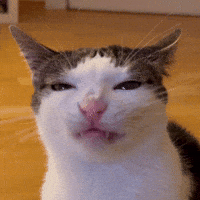 Cat Smirk GIF