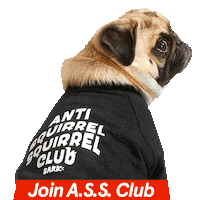 Squirrel Assclub Sticker by BARK BRIGHT