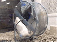 Mouse Wheel GIF