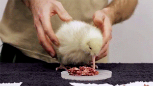 bird eating GIF