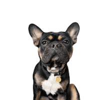 Dog Wiggle Bulldog Sticker