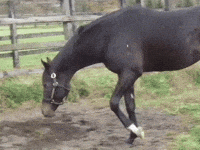 Stay Gold Horse GIF