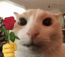 Cat Love GIF
