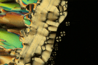 dna crystal GIF by Digg