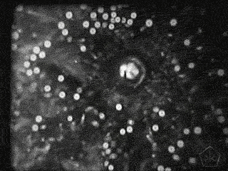black and white vintage GIF by Okkult Motion Pictures