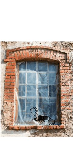 stnort giphyupload GIF