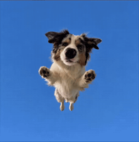 Dog GIF