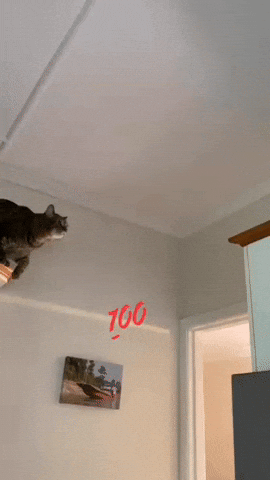 Perfect Cat Jump