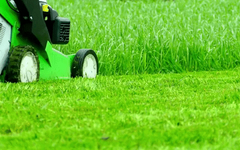 TomGreene1 giphyupload GIF