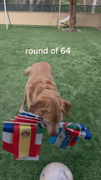 Lola GIF