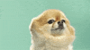 pup GIF