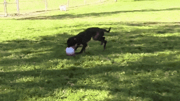 dog running GIF by Nebraska Humane Society 