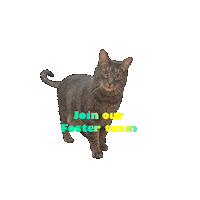 Kitty Ctrs Sticker by Cat Therapy & Rescue Society