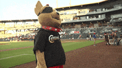 epchihuahuas baseball chihuahua mascots chico GIF