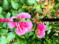 borgosanmarcomasseria  GIF