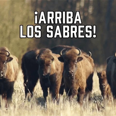 ยกArriba Los Sabres!