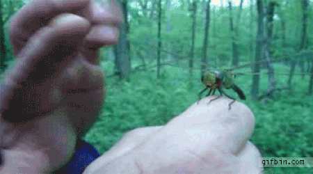 dragonfly GIF