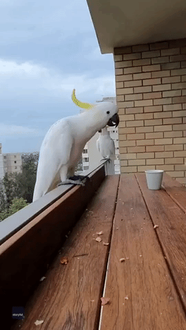 Clever Cockatoo Solves Shell Game on Sydney Balcony