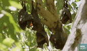 friends laugh GIF by BBC Earth