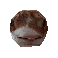 Funny Cat Diego Sticker