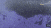 NHMLAC omg nature wave ocean GIF