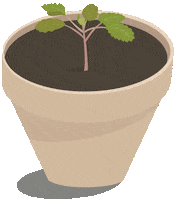 flower pot home Sticker by Nazaret Escobedo
