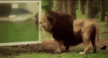kingkaps7 giphyupload kingkaps7 animals reacting to their reflection GIF