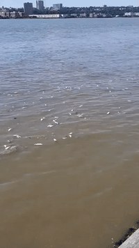 New Yorkers Report Clusters of Dead Fish Floating in Hudson River