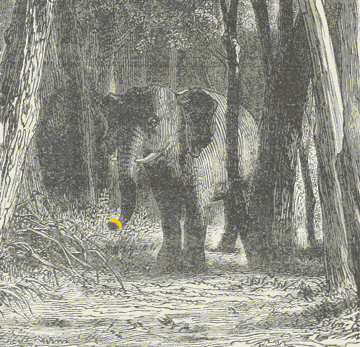 Elephant GIF by GIF IT UP
