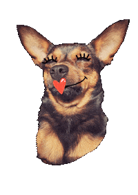 TakaDraka dog kiss draka karpowicz Sticker