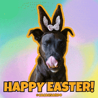 Dog Puppy GIF