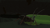 Rick And Morty Cockroach GIF by Adult Swim