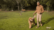 Jeff Goldblum Dogs GIF by National Geographic Channel