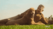 Jeff Goldblum Dogs GIF by National Geographic Channel