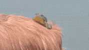 Dog Deal With It GIF