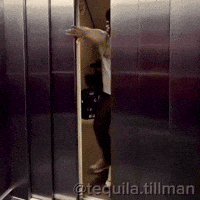 Ryan Flamingo GIF