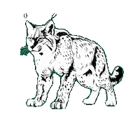Lynx Gruene Sticker