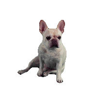 French World Sticker by Jake Martella