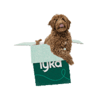 lykapetfood dog green healthy box Sticker