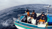 GIF by National Geographic Channel