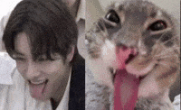 Cat Tongue GIF