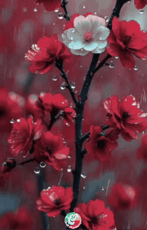 Buen Dia Feliz GIF by Murcianys LLC
