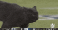 Regular Season Football GIF by NFL