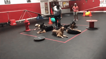 Doggy Musical Chairs Help Train Playful Pooches
