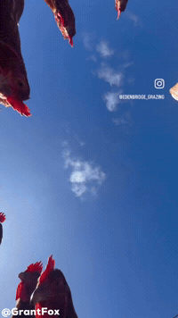 Chickens Hens GIF