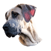 Great Dane Sticker by DopeDog