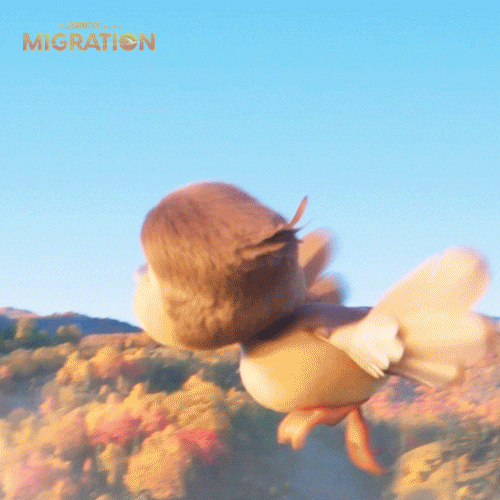 MigrationMovie duck marriage backflip proposal GIF